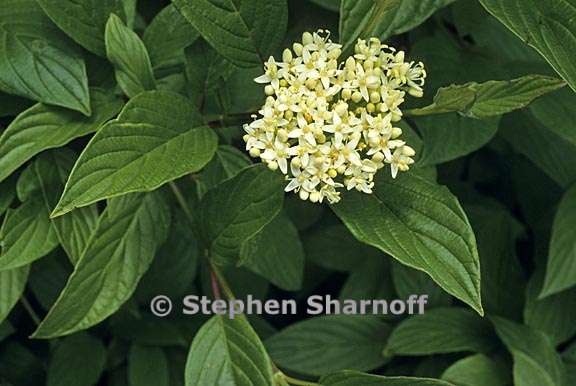 cornus sericea ssp occidentalis 1 graphic